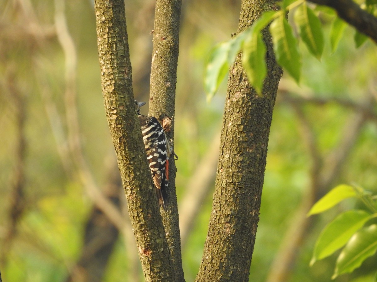 Fulvous-breasted Woodpecker - ML633437985