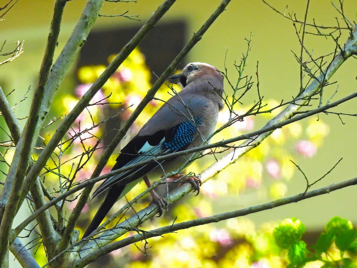 Eurasian Jay - ML633438023