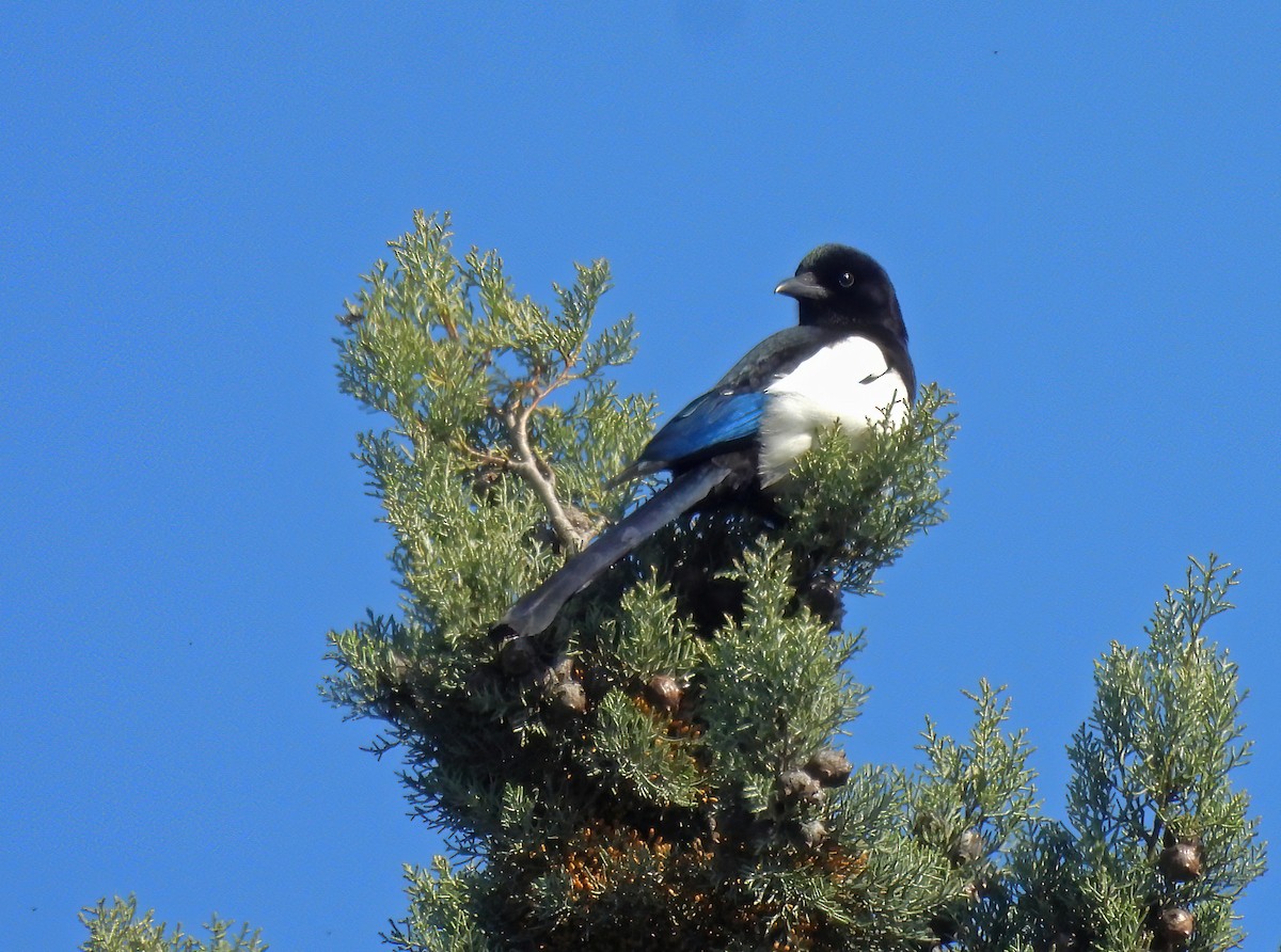Eurasian Magpie - ML633438027