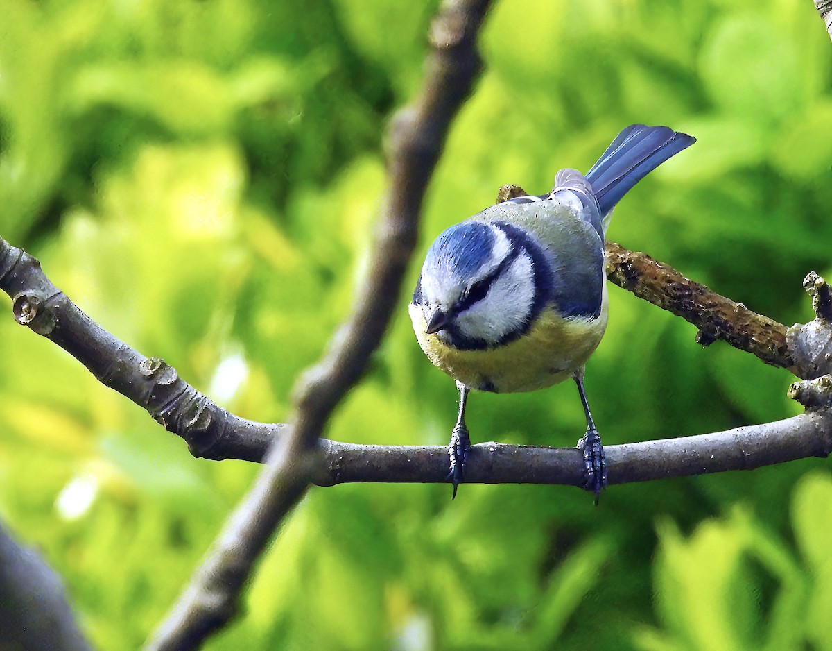 Eurasian Blue Tit - ML633438028