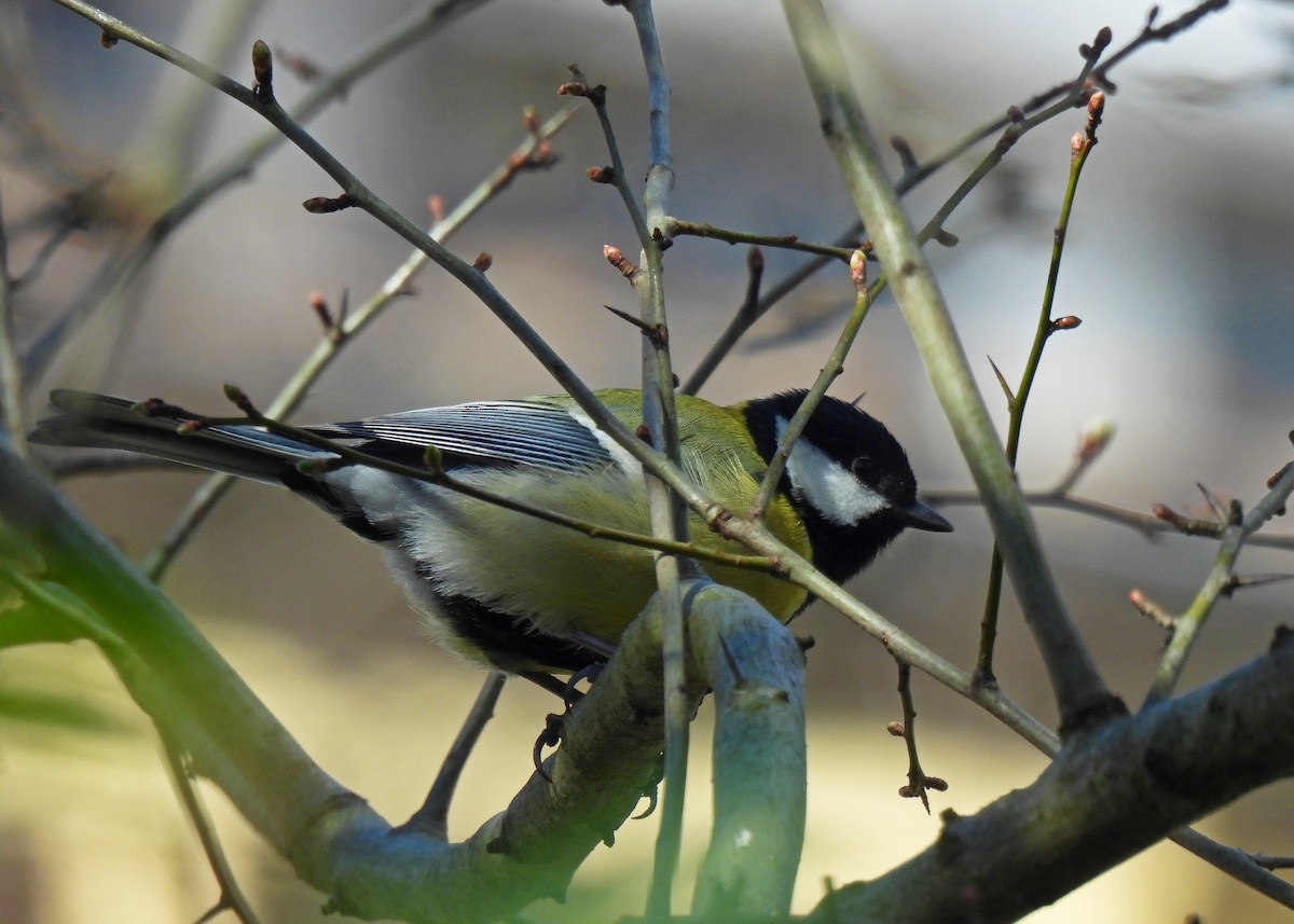 Great Tit - ML633438031