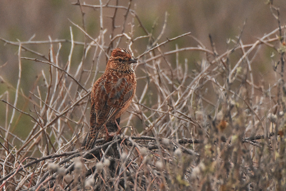 Cape Clapper Lark (Cape) - ML633438036