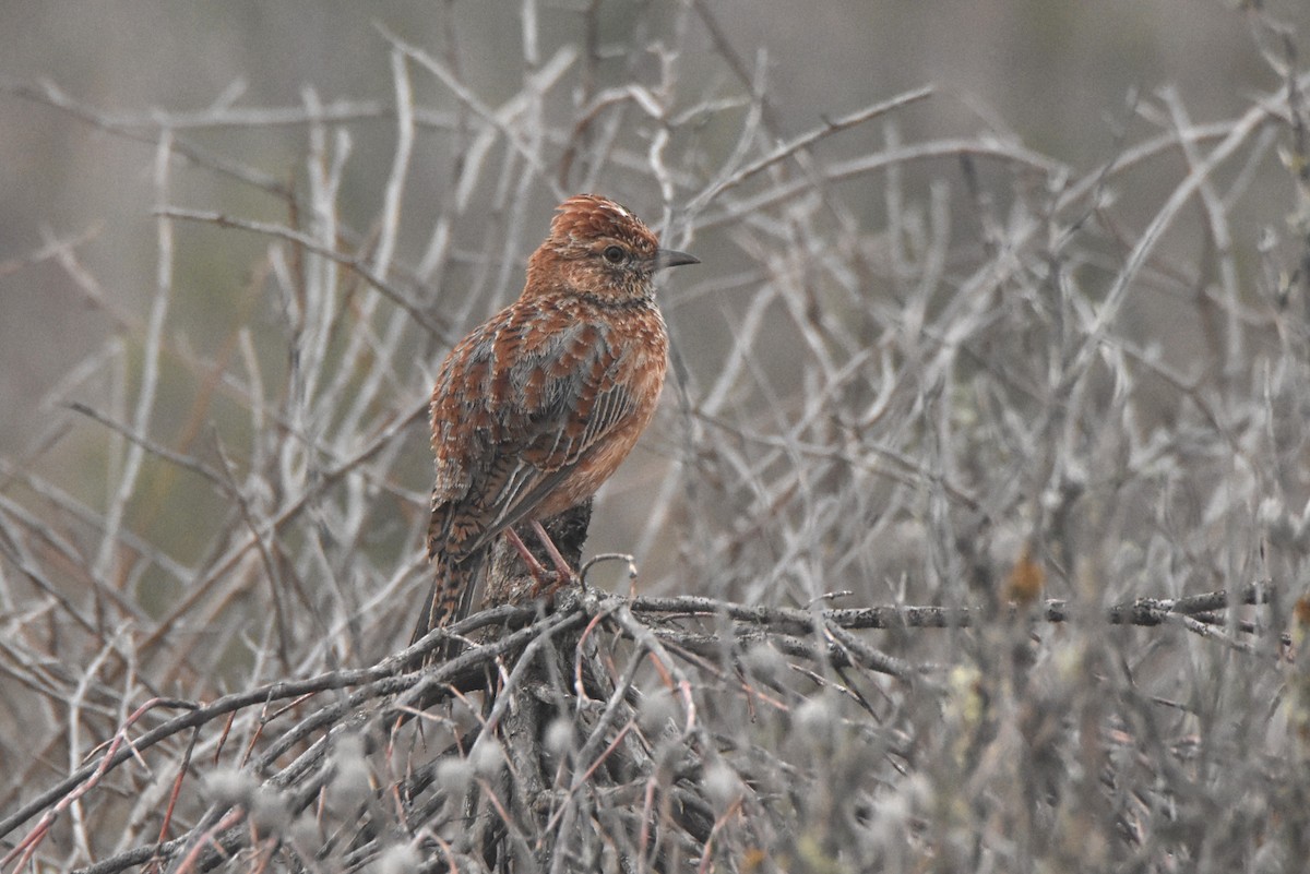 Cape Clapper Lark (Cape) - ML633438037