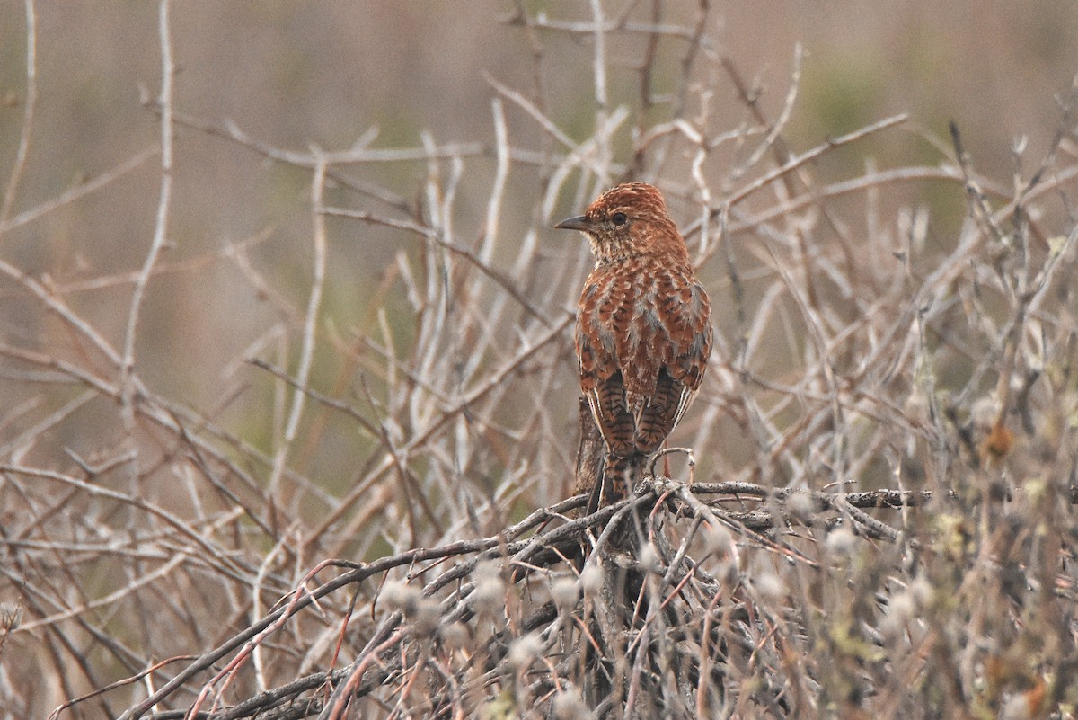 Cape Clapper Lark (Cape) - ML633438038