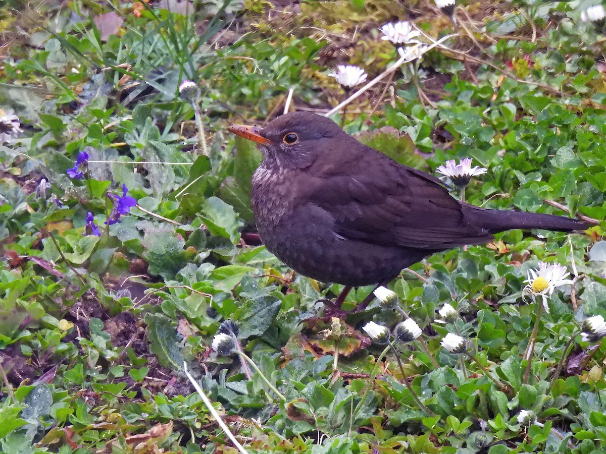 Eurasian Blackbird - ML633438044