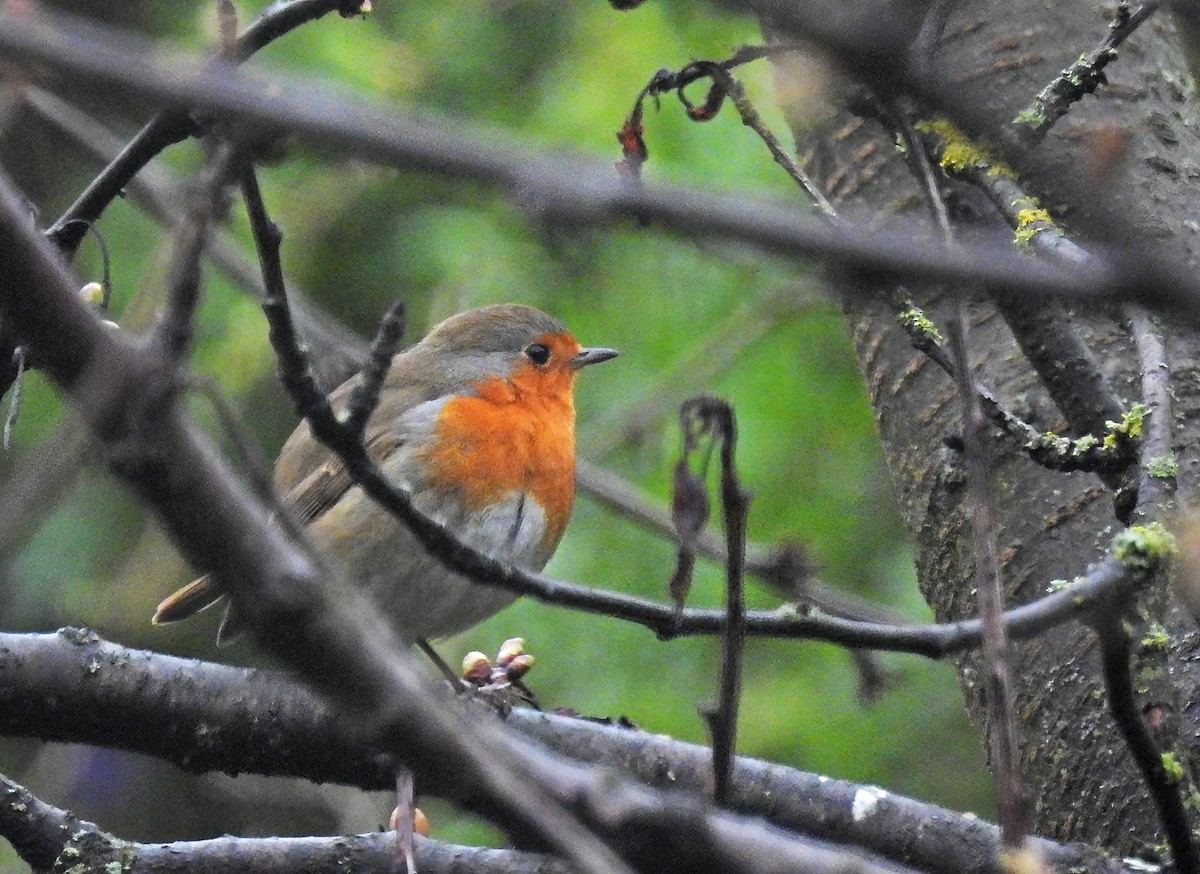 European Robin - ML633438054