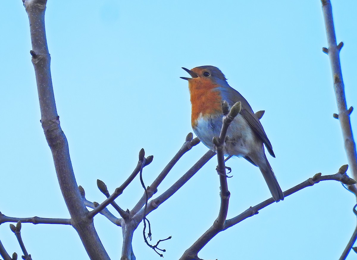 European Robin - ML633438057