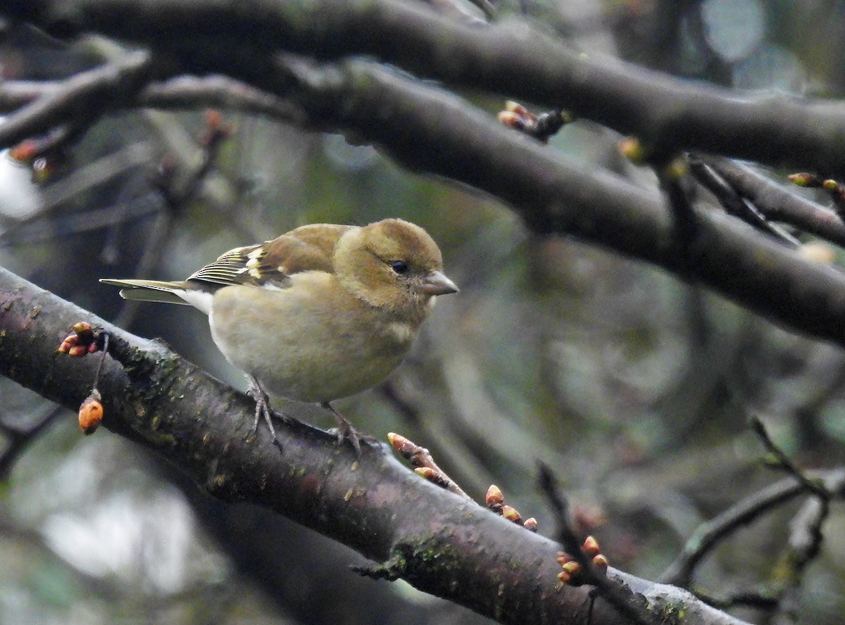Common Chaffinch - ML633438060