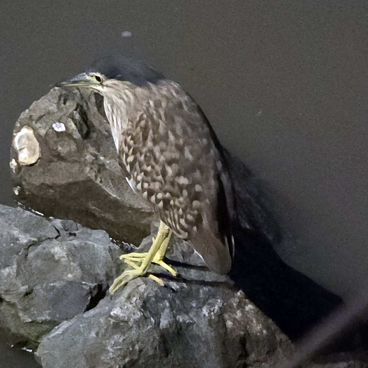 Nankeen Night Heron - ML633438207