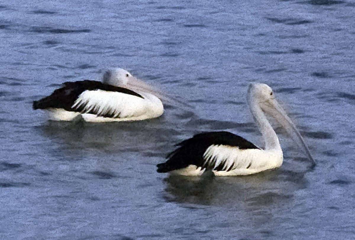 Australian Pelican - ML633438211
