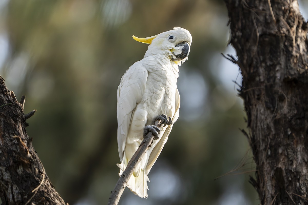 Yellow-crested Cockatoo - ML633438473