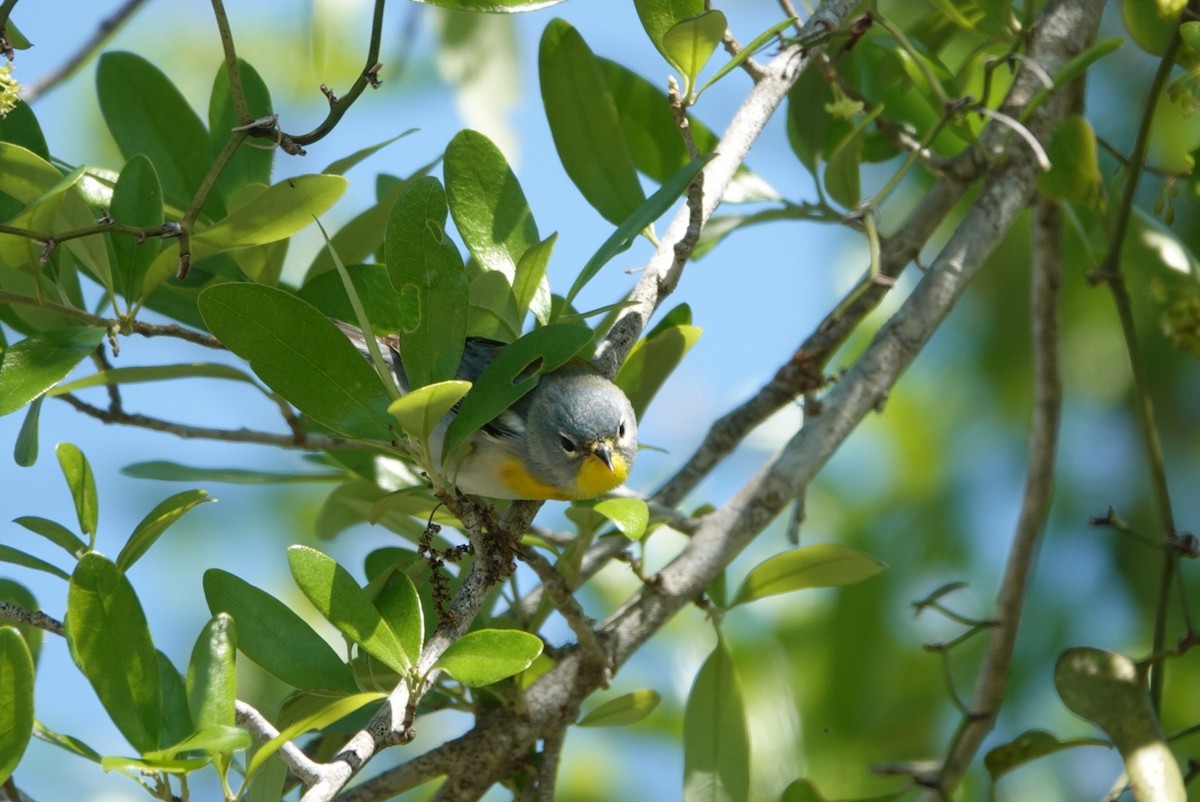 Northern Parula - ML633438476