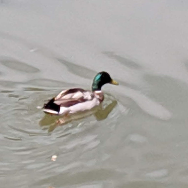 Canard colvert - ML633438717