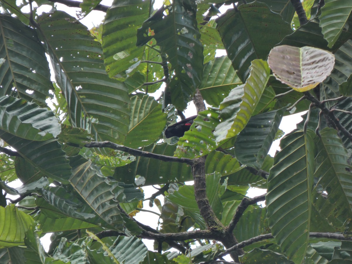 Bornean Bristlehead - ML633438786