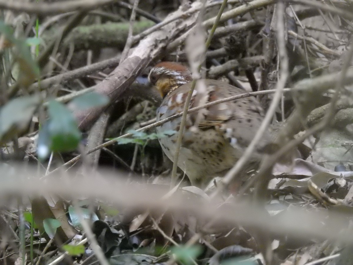 White-necklaced Partridge - ML633439050