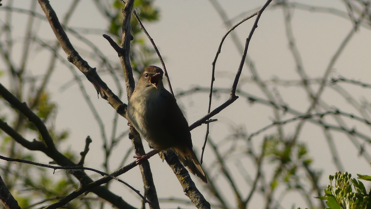 Cetti's Warbler - ML633439109