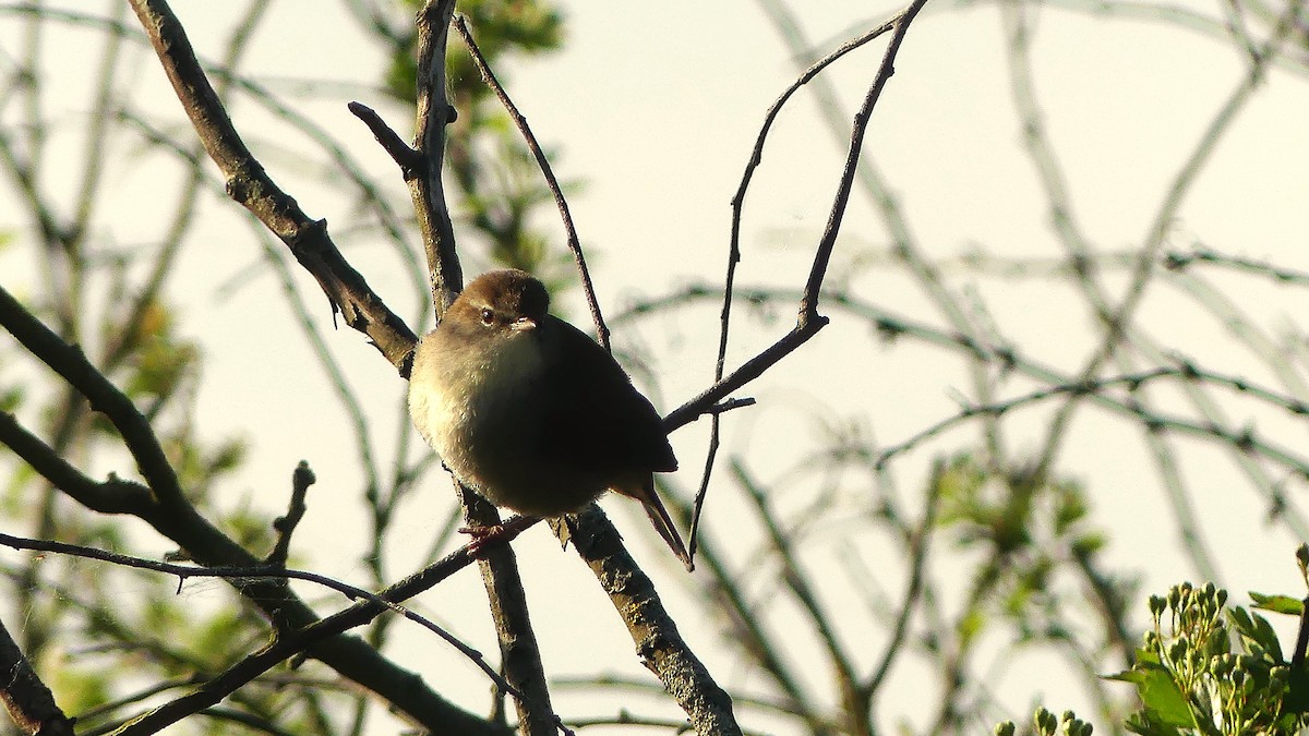 Cetti's Warbler - ML633439118