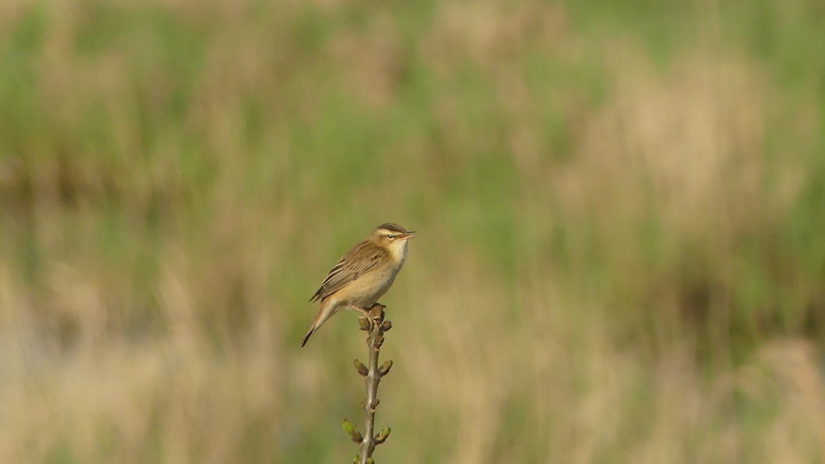 Sedge Warbler - ML633439121