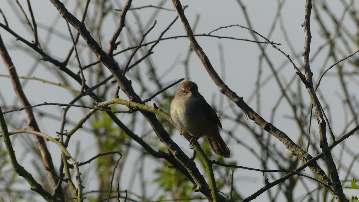 Cetti's Warbler - ML633439150