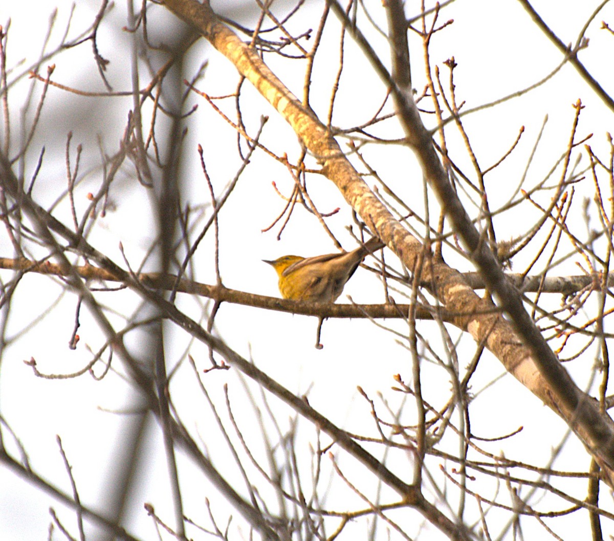 Pine Warbler - ML633439228
