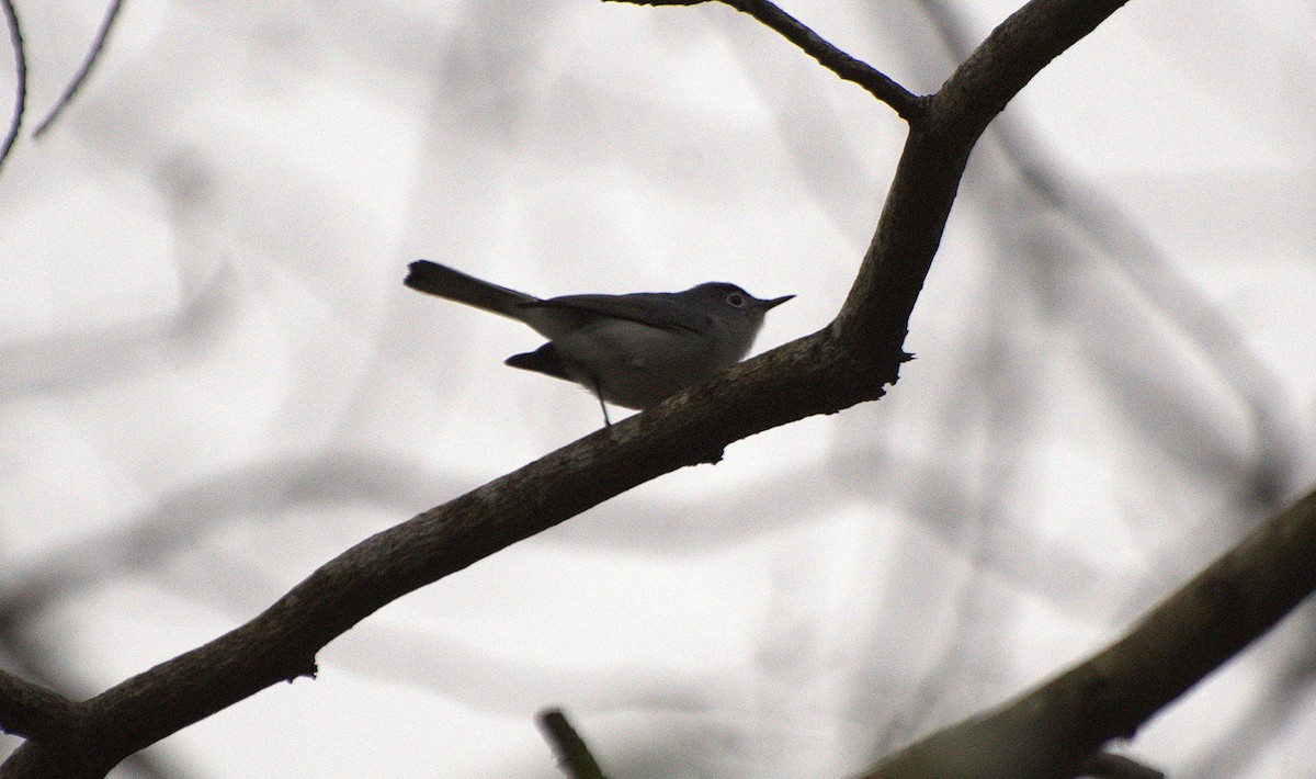 Blue-gray Gnatcatcher - ML633439301