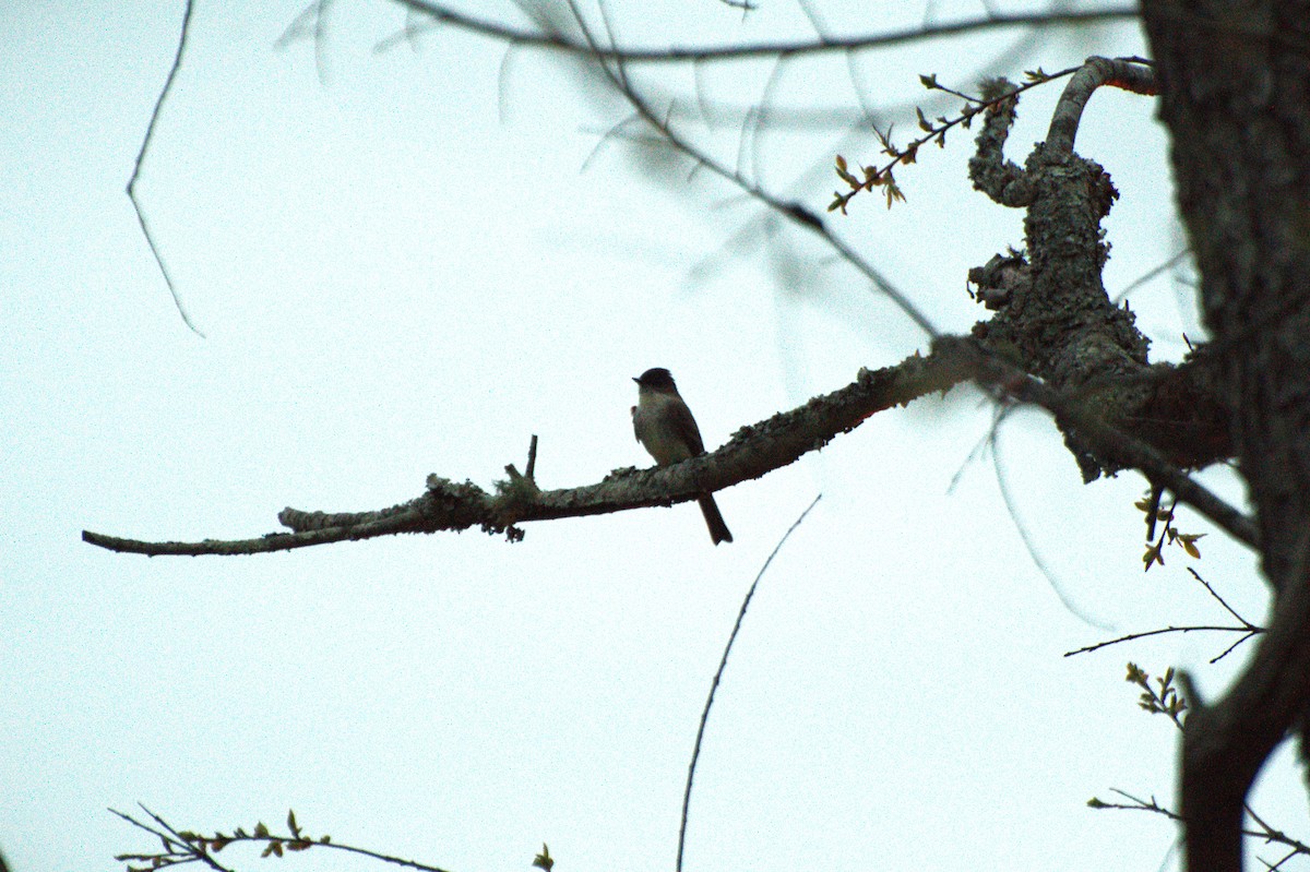 Eastern Phoebe - ML633439352