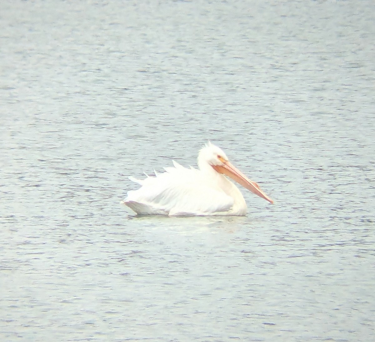 American White Pelican - ML633439499