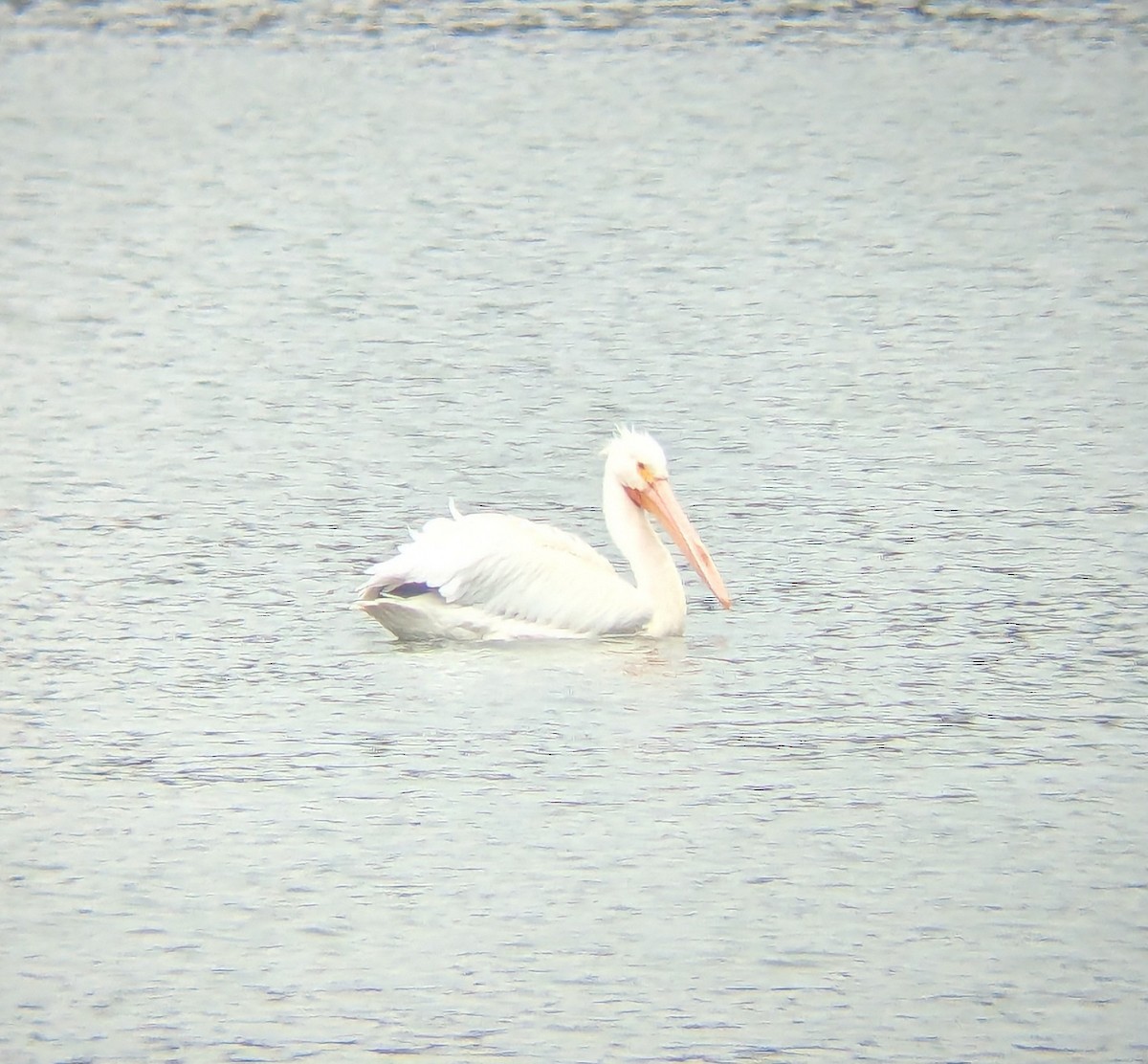American White Pelican - ML633439504