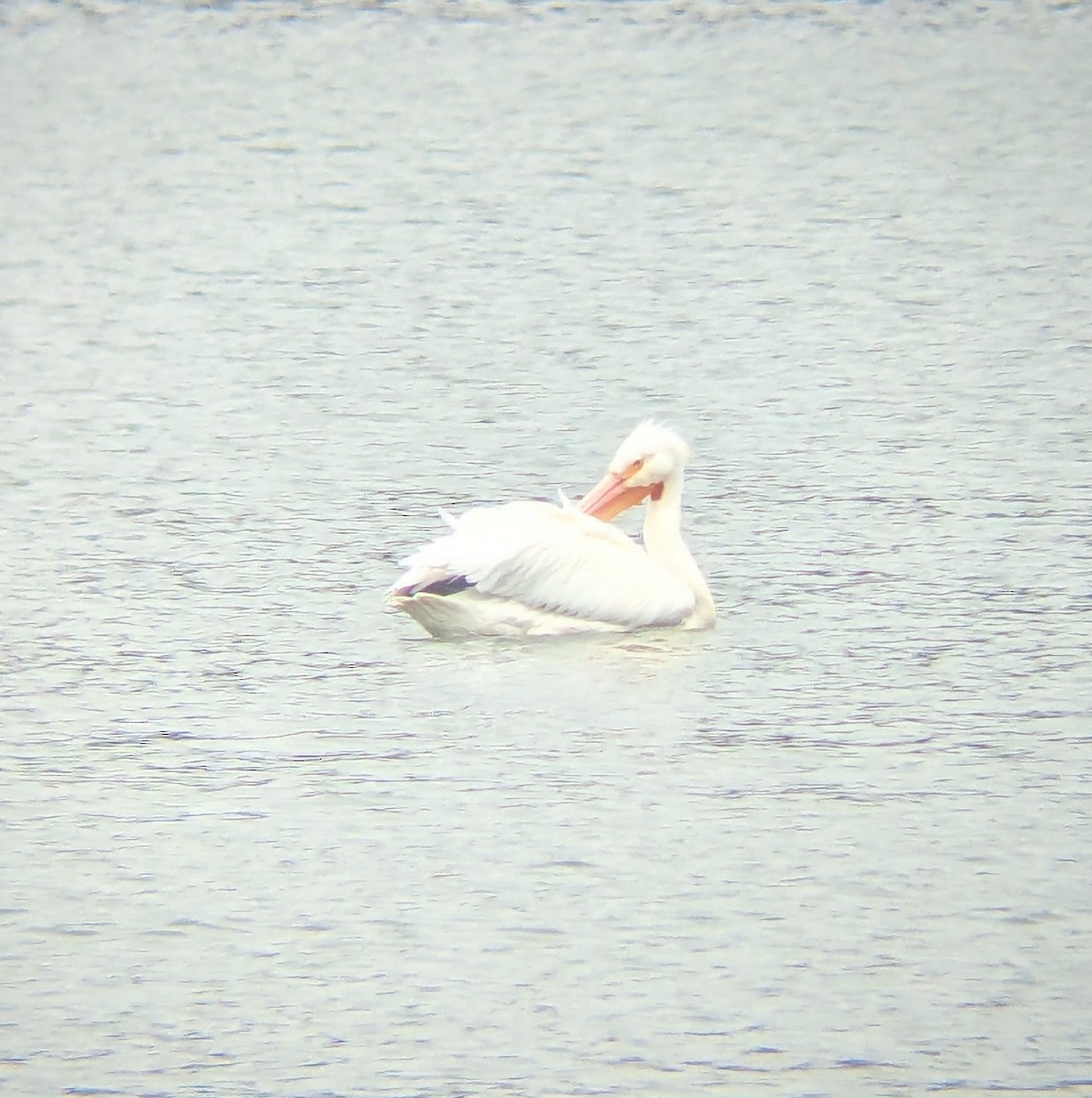 American White Pelican - ML633439507