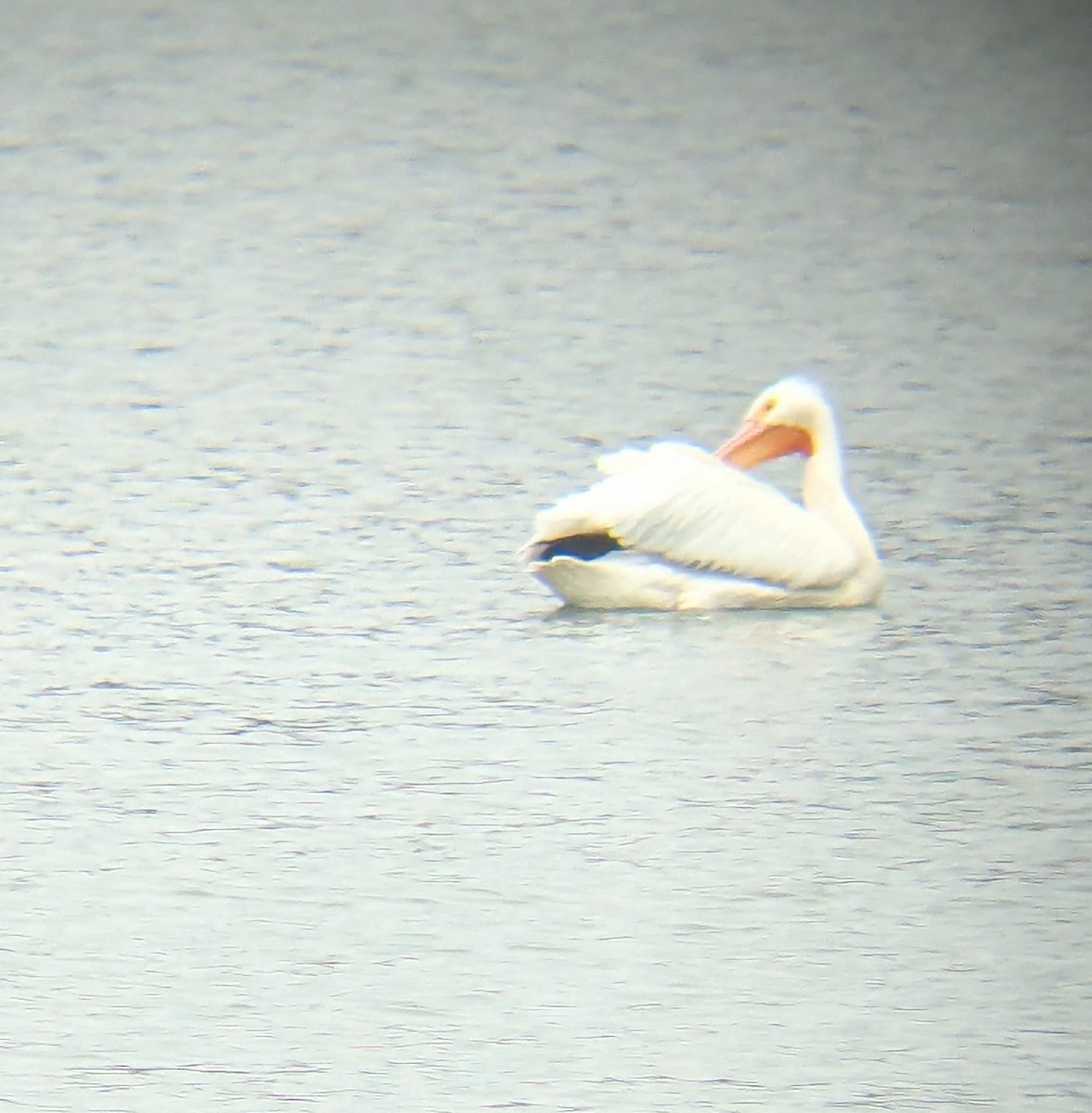 American White Pelican - ML633439509