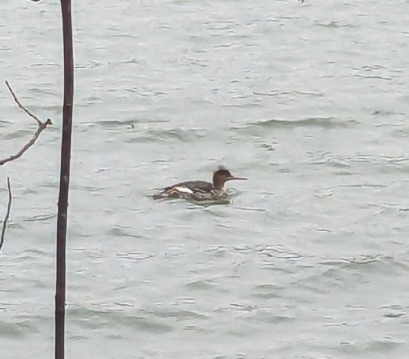 Red-breasted Merganser - ML633439518