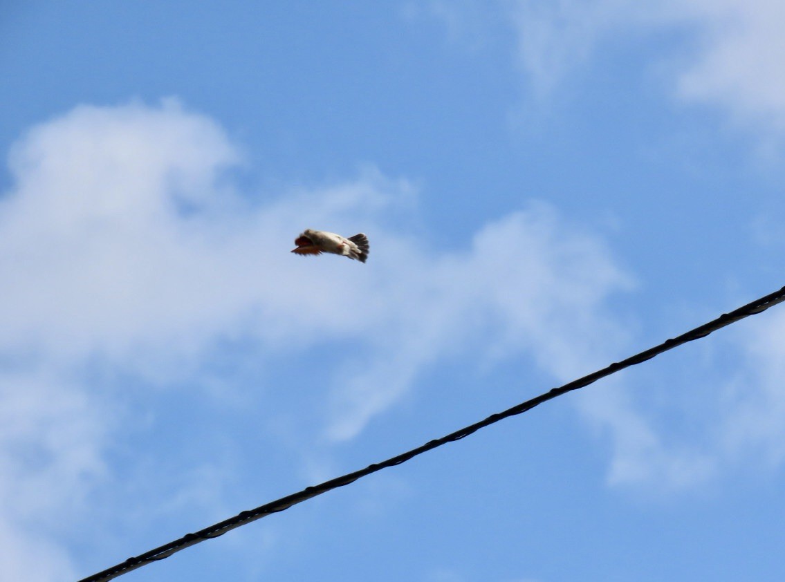 Common Ground Dove - ML633439558