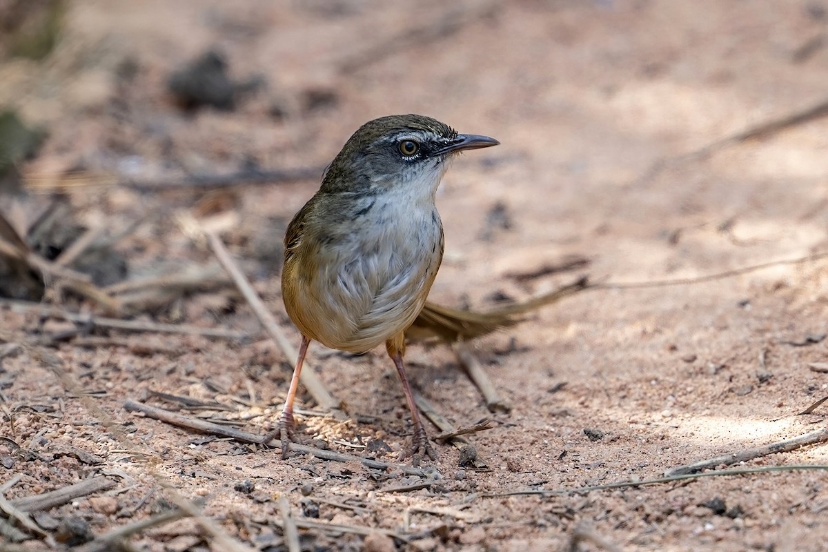 Hill Prinia - ML633439614