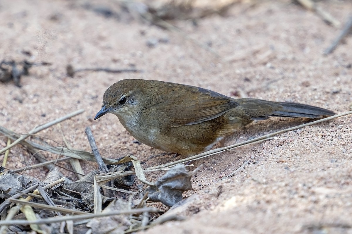 Dalat Bush Warbler - ML633439615