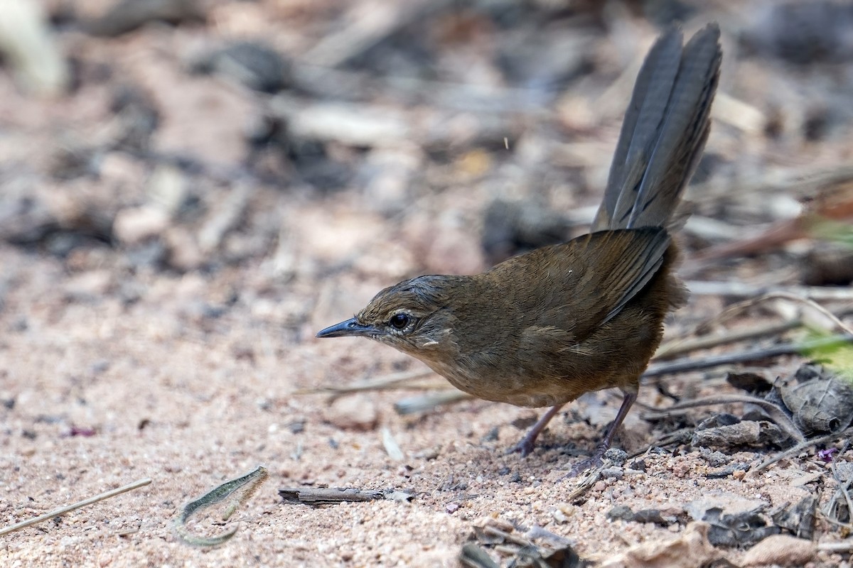 Dalat Bush Warbler - ML633439616