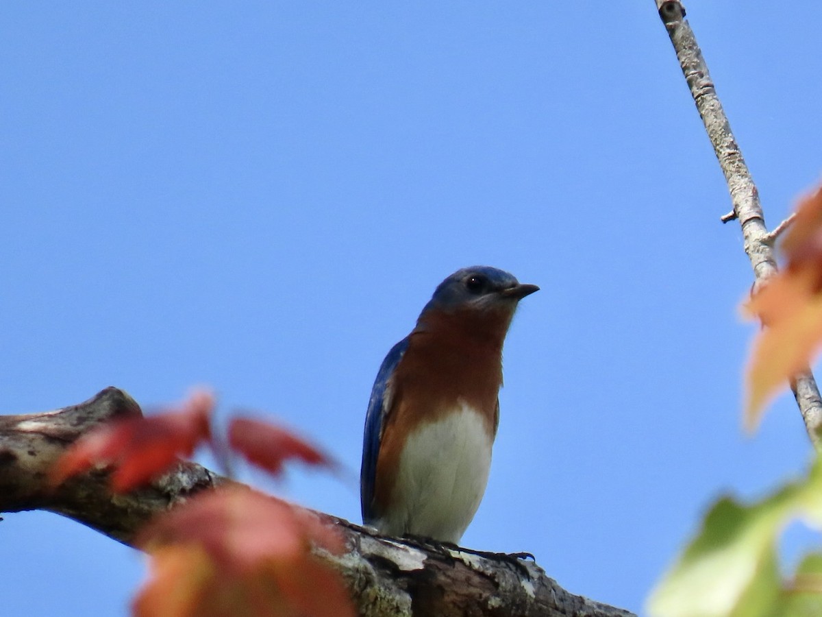 Eastern Bluebird - ML633439617