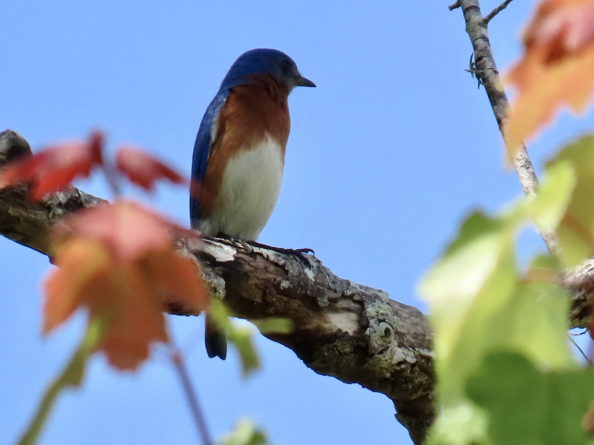 Eastern Bluebird - ML633439627