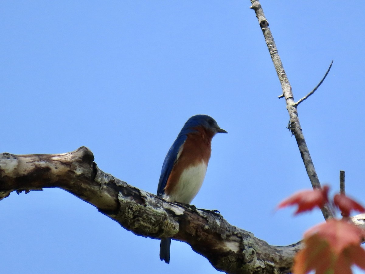 Eastern Bluebird - ML633439631