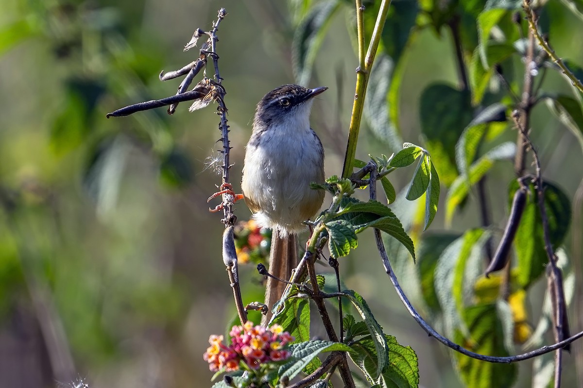 Hill Prinia - ML633439636