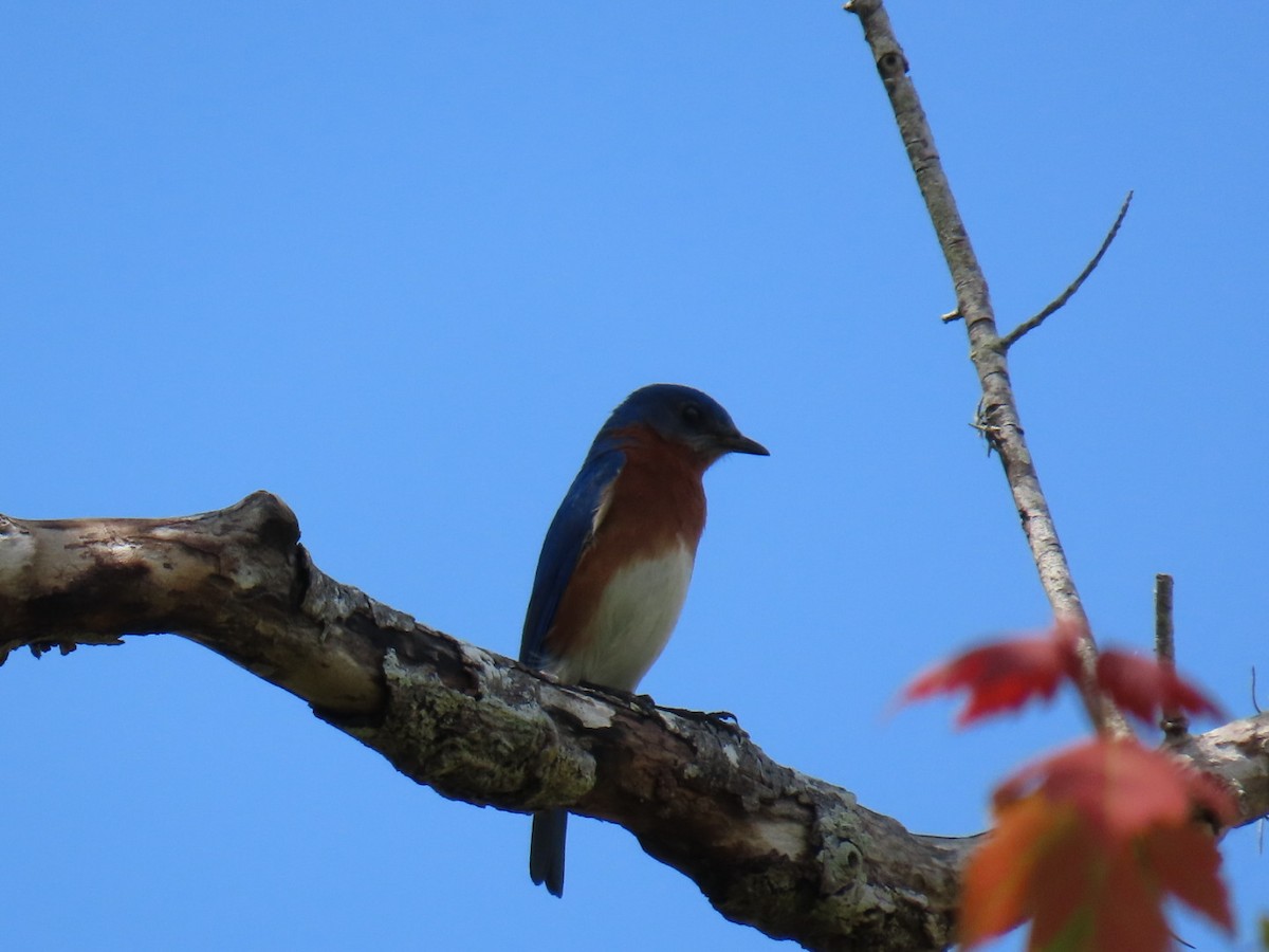 Eastern Bluebird - ML633439637