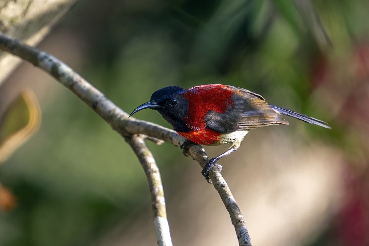 Black-throated Sunbird (Dalat) - ML633439642