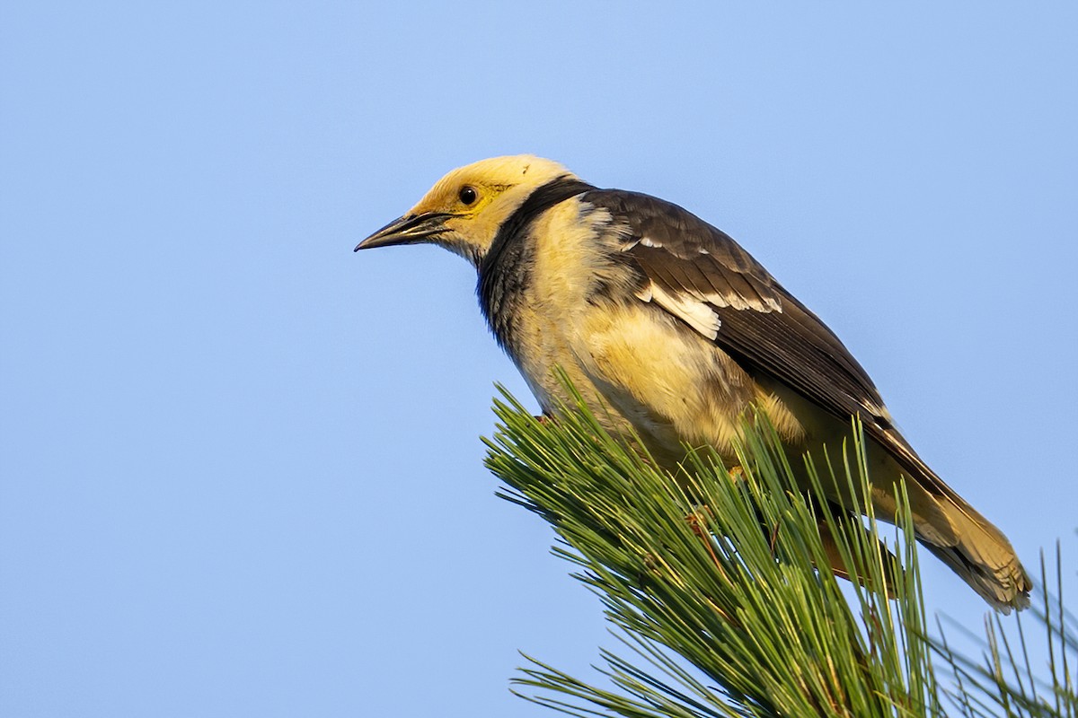 黑領椋鳥 - ML633439646