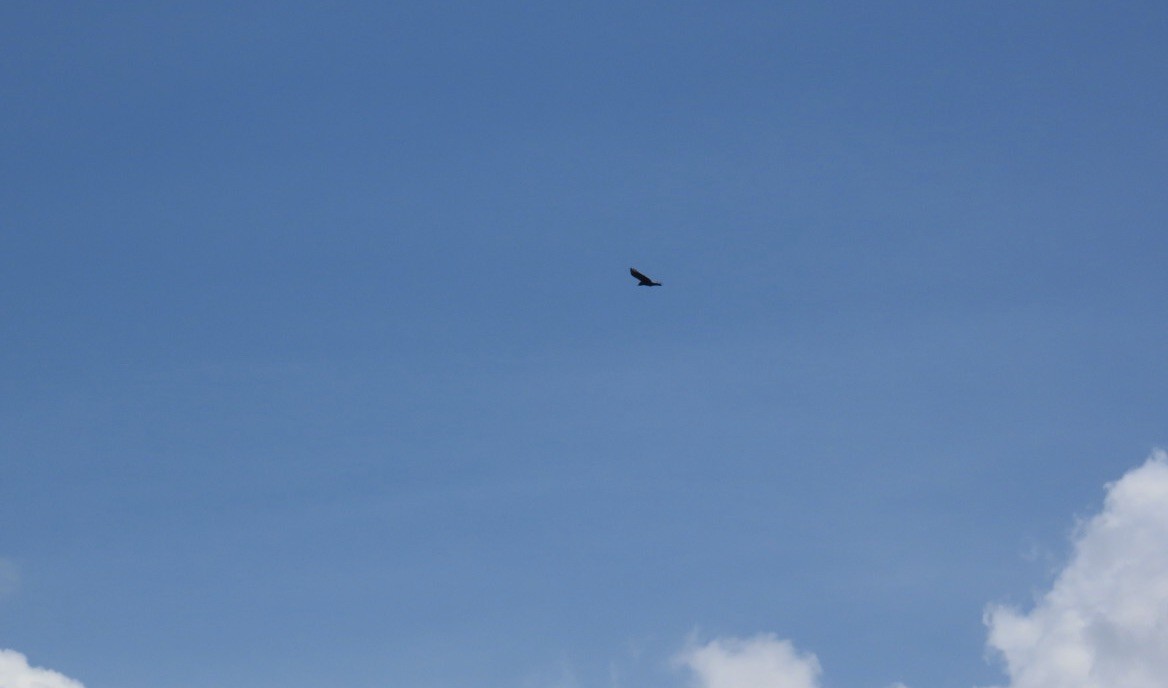 Osprey - ML633439652