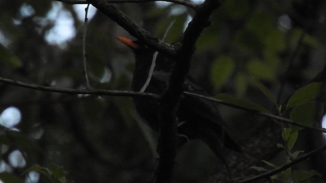 Gray-winged Blackbird - ML633439696