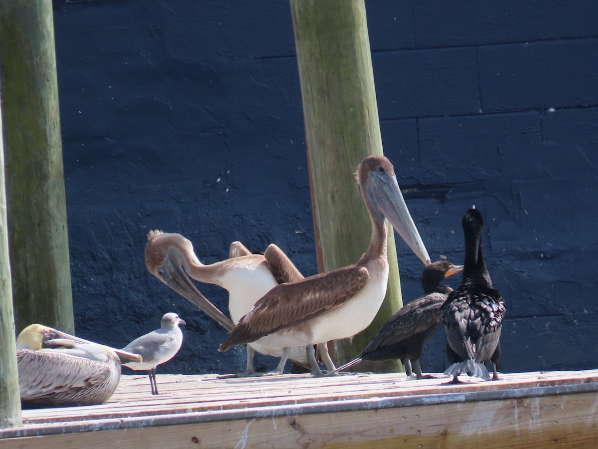 Brown Pelican - ML633439747