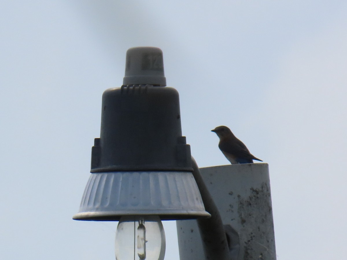 Eastern Bluebird - ML633439776