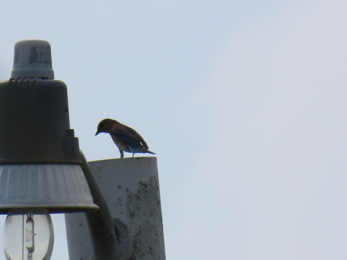 Eastern Bluebird - ML633439778