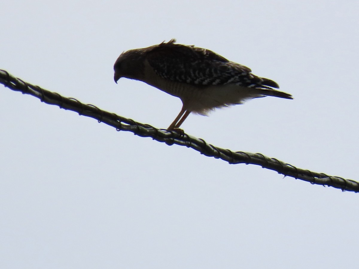 Red-shouldered Hawk - ML633439786