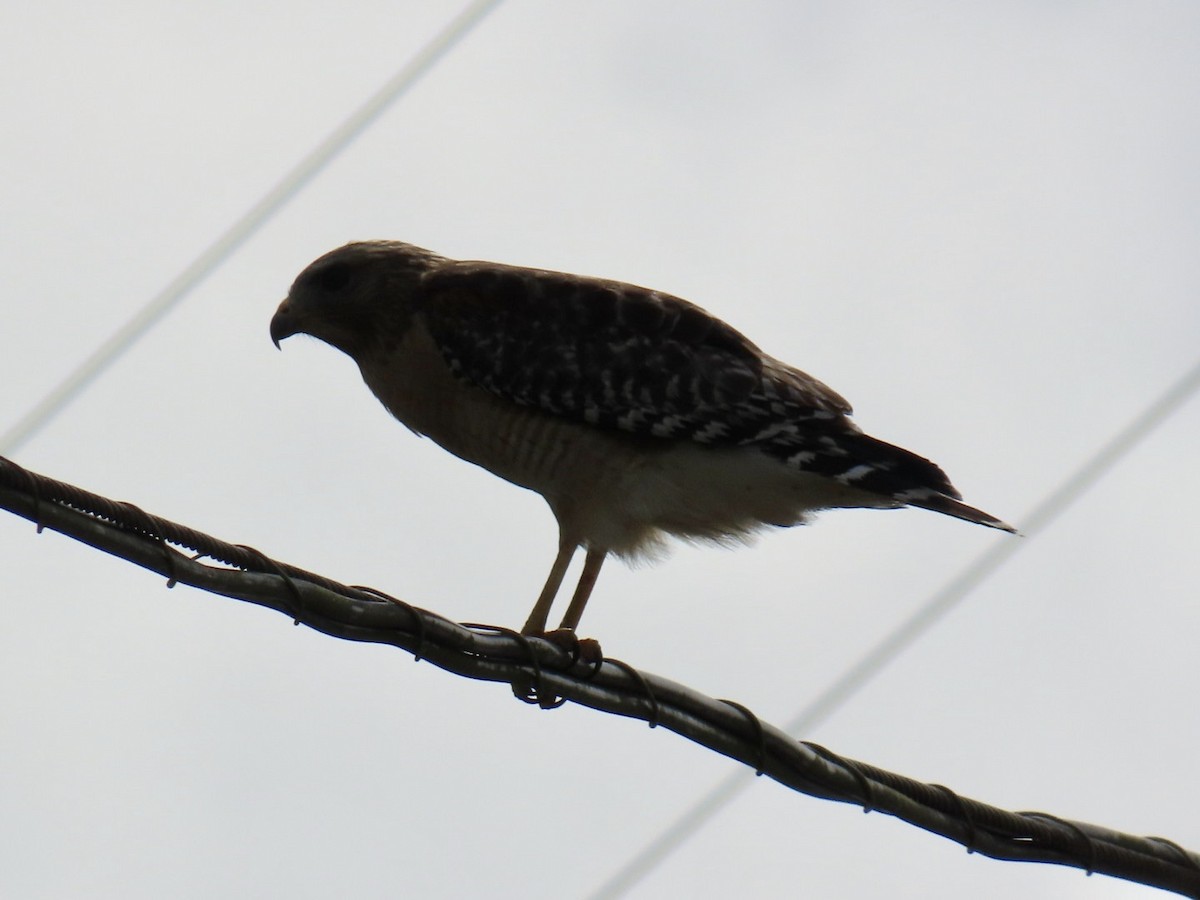Red-shouldered Hawk - ML633439793