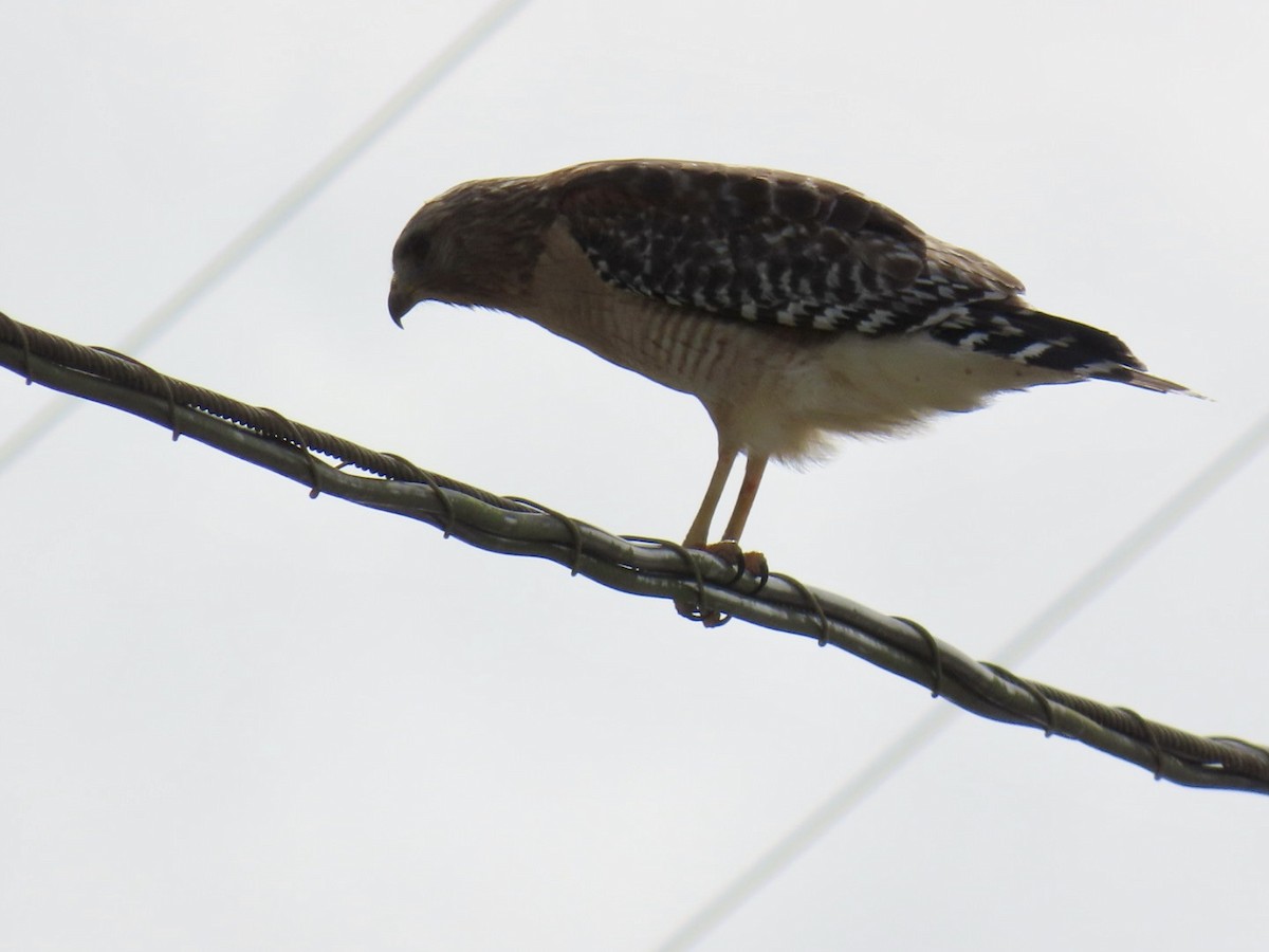 Red-shouldered Hawk - ML633439795